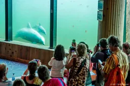 Dierenrechtenclub: uitspraak 'geen overwinning' voor Dolfinarium