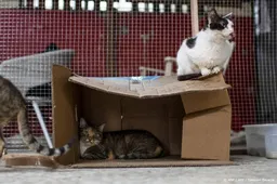Inspectie ziet stijgend aantal meldingen van verwaarloosde dieren