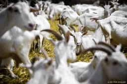 Kamerleden willen dierenwelzijn doorschuiven naar nieuw kabinet