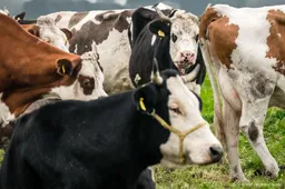 Veehouderij veroorzaakt grootste milieuschade volgens PBL-rapport