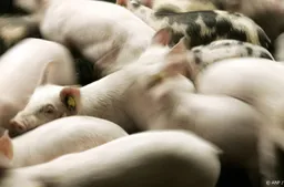 150 varkens lopen los rond na gekantelde vrachtwagen in De Rips