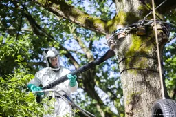 Gemeenten waarschuwen voor eikenprocessierups 