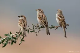 Vogelbescherming: bied water en schaduw aan vogels tijdens hitte