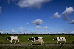 NSC: strengere norm veehouderij voor kwetsbare gebieden