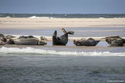 Populatie grijze zeehonden in Waddenzee blijft groeien