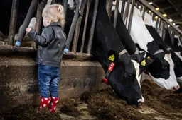 Brabant start proef met 'realtime' meten uitstoot veehouderijen