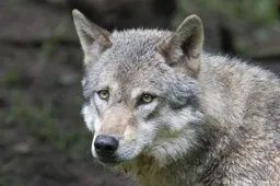 Steeds meer wolven in Duitsland