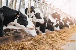 Laatste boer van Den Haag moet weg – gemeente zet mes op de keel