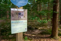 Wolf doden? In Nederland krijgen ze het nog niet voor elkaar