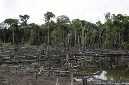 Gewapende groepen in Colombia bevorderen groeiende ontbossing