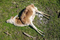 Flevoland mag van rechter edelherten in Oostvaardersplassen doden