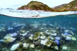 Koraal Australisch Great Barrier Reef niet eerder zo verbleekt