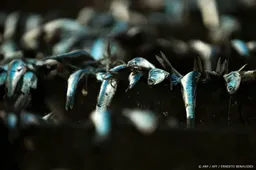 Mogelijk glasdeeltjes in potjes ansjovisfilets