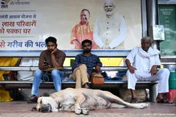 Hoogste hof India beveelt verwijdering straathonden uit hoofdstad