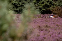 Wolf bijt hond in natuurgebied Epe 