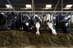 CBS: meer melkkoeien staan permanent in de stal