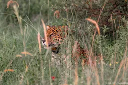 Zuid-Amerikaanse natuurgebieden aan elkaar verbonden voor jaguar