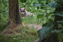 Wolf sleurt hond mee in natuurgebied – en de overheid kijkt toe