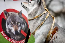 Raad van State: regels voor doden probleemwolf te ruim