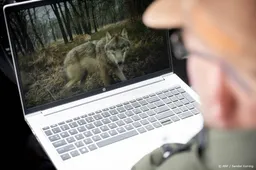 Dit voorjaar zeker 45 wolven geboren in Nederland