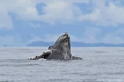 Oceanen verslechteren, steeds meer klimaatgrenzen overschreden