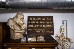 Nederland geeft fossielen Dubois-collectie terug aan Indonesië