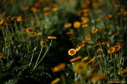Natuurorganisaties: Plan 2050 geeft natuur te weinig aandacht