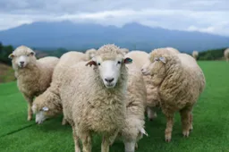 Schande: gemeente Oss jaagt 73-jarige Ina van haar dierenweide na 15 jaar zorg voor haar schapen