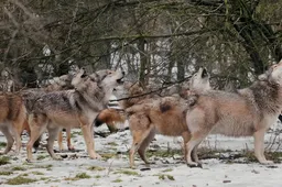 Wolven huilen massaal op de Veluwe: natuurfans juichen, maar gevaar loert