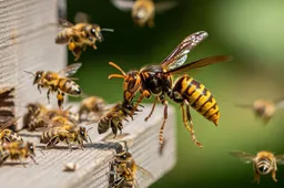 Provincies stoppen met bestrijding Aziatische hoornaar: killerwesp bedreigt natuur en landbouw
