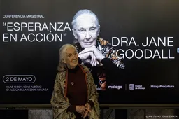 Nederlandse tak Goodall Instituut: missie Jane wordt voortgezet