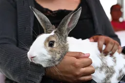 Meerderheid Kamer maant kabinet tot actie voor huisdierenzorg