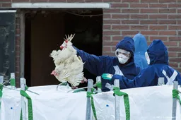 Eerste besmetting vogelgriep sinds maart 