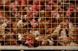 Meer dan 160.000 kippen geruimd om vogelgriep in Dodewaard 