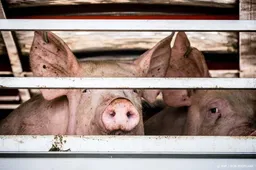 Honderden varkens dood door stalbrand in Limburgse Susteren