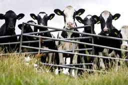 Nieuwe Tweede Kamer voorstander van ingrijpender stikstofbeleid