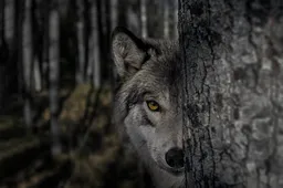 shutterstock_2362546639