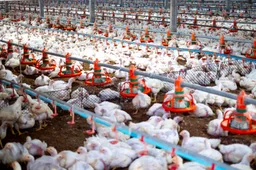 Nieuwe vogelgriep in Drenthe: 71.000 kippen geruimd, overheid in hoogste alarmfase
