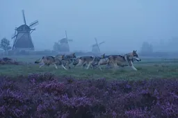 Wolvenplaag op de Veluwe: grootste dichtheid ter wereld in piepklein Nederland