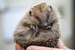 Topdrukte bij opvangcentra in 'slecht jaar' voor de egel