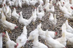 Vogelgriep vastgesteld in Bennekoms pluimveebedrijf