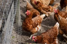 Weer vogelgriep vastgesteld in Drogeham, net als een week eerder