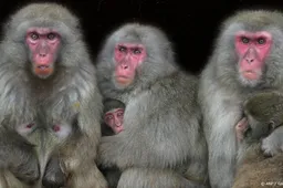 Thailand arresteert smokkelaars met 81 makaken in voertuig