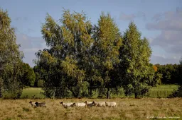 Burgemeester Barneveld: stevige zorgen om toename wolvenaanvallen