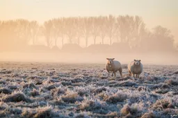 Winters weer op komst: kans op natte sneeuw en vorst