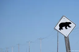 Meerdere gewonden bij aanval van beer op schoolklas in Canada
