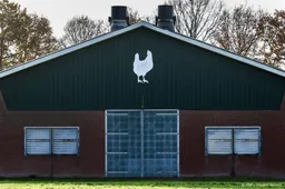 Vogelgriep op vleeskuikenbedrijf Holwierde, kuikens worden gedood