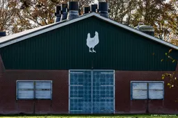 Vogelgriep vastgesteld op drie bedrijven in Limburg en Overijssel