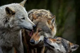 Horror in Drenthe: Brutale wolf sluipt tot op enkele meters van spelende kinderen - ‘Het wachten is op de eerste dode!’