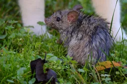 Lugubere vondst in Amsterdam: Vijf dode ratten opgehangen bij muurschildering - Is dit een ziek ritueel?